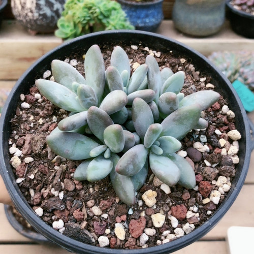 10309企鹅