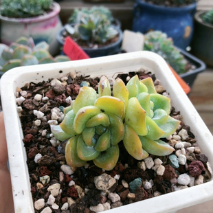 10223草莓泡芙