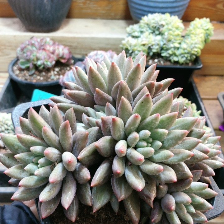 10316红蜻蜓8-10头,鲜花速递/花卉仿真/绿植园艺,多肉植物,淘宝优惠券,粉丝福利购,淘宝优惠卷