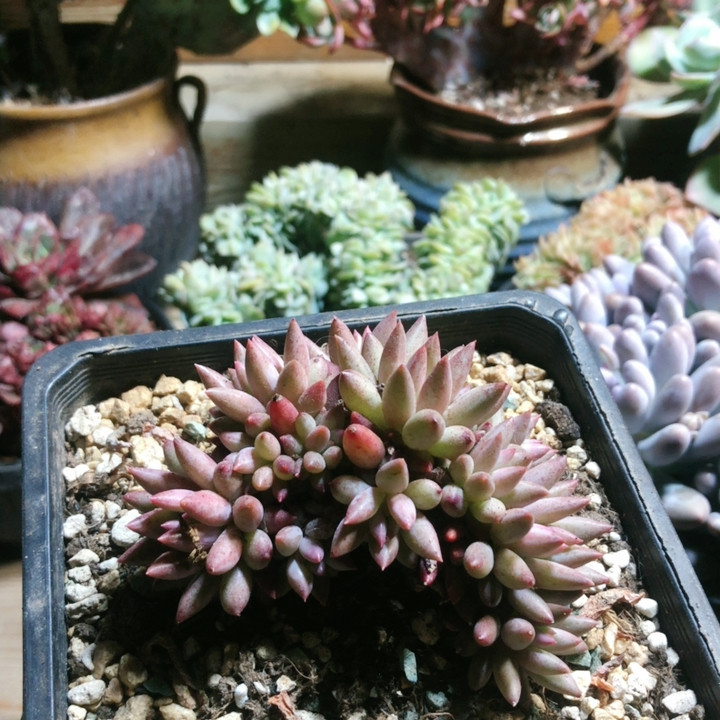 9224虞美人10头起,鲜花速递/花卉仿真/绿植园艺,多肉植物,淘宝优惠券,粉丝福利购,淘宝优惠卷