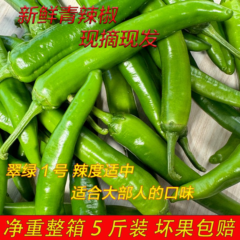 新鲜辣椒青尖辣椒净重5斤
