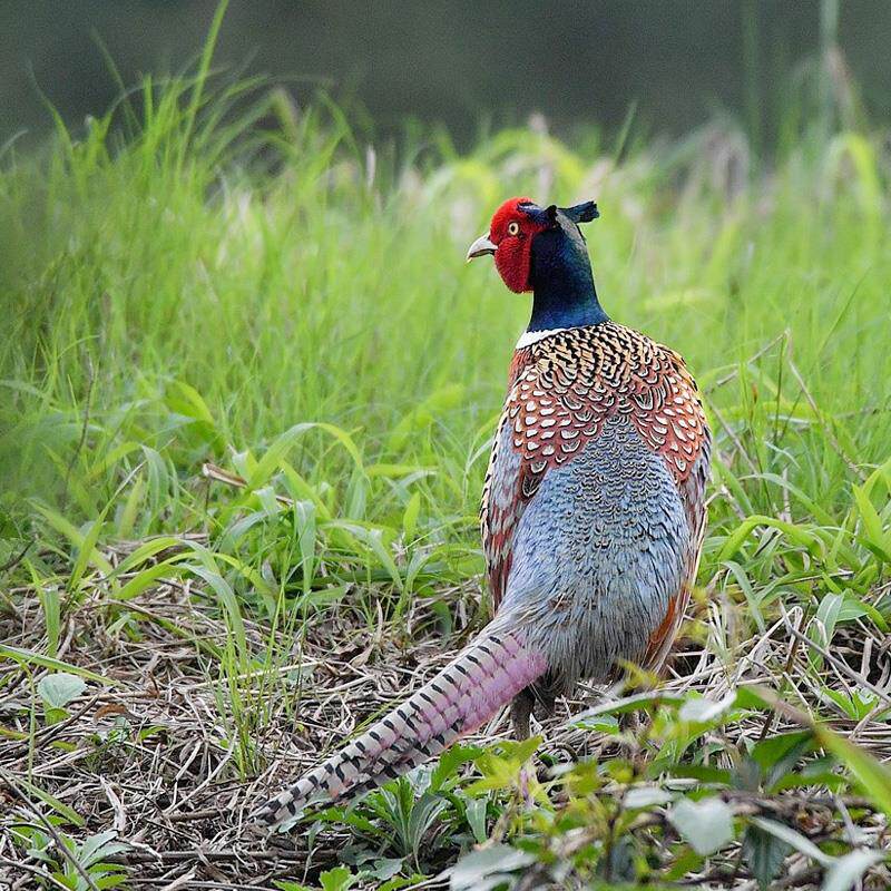 新鲜七彩山鸡野土鸡老母鸡鸡肉活体现杀正宗山鸡2.5斤以上包邮