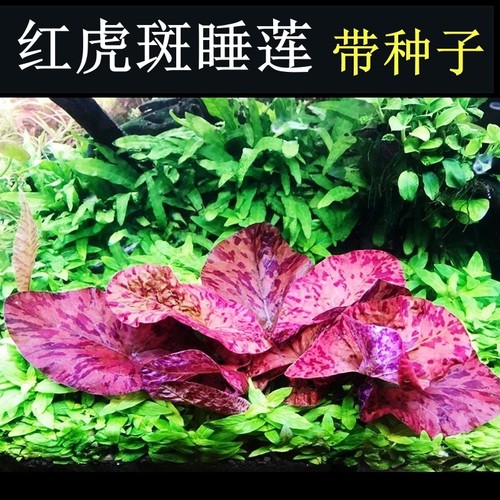 带种子虎斑睡莲无藻无螺