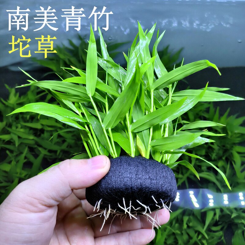 南美青竹坨草自带营养底座图片