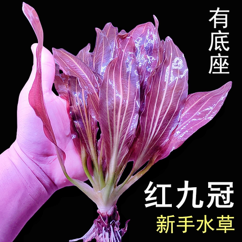 广州大叶红九冠好养易发色