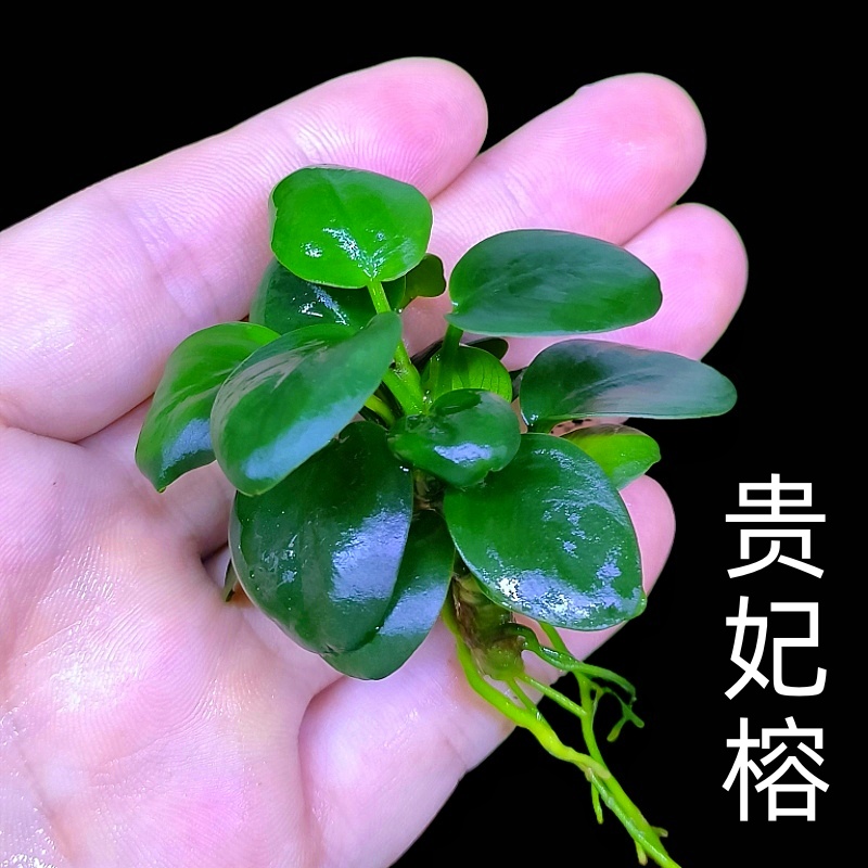 迷你贵妃榕水草鱼缸造景新手水榕