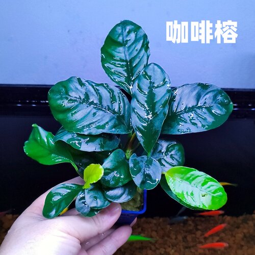 咖啡榕水榕新手入门级沉木鱼缸造景水下叶阴性水草真草活绿植