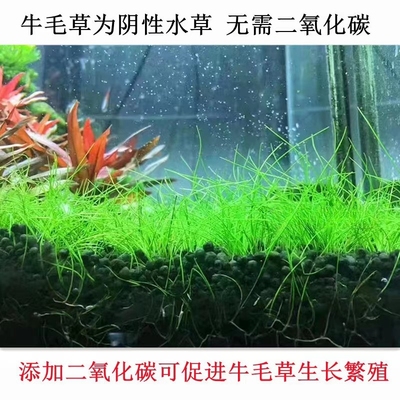 牛毛水草广州草场直发鱼缸草缸前景阴性水草