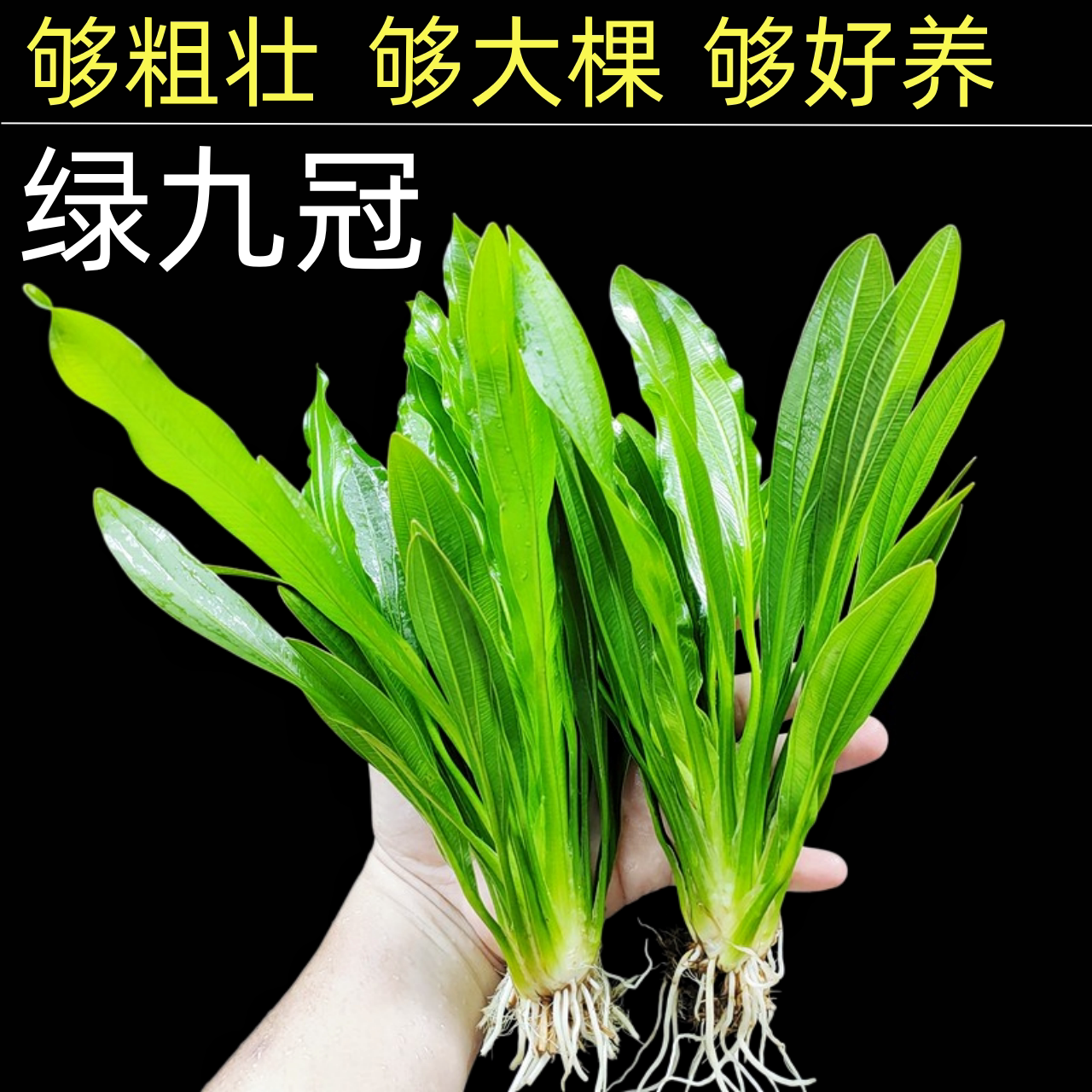 广州大叶九冠新手水草很好养