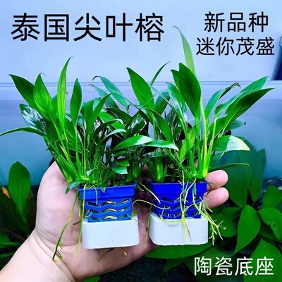 泰国丹麦尖叶榕鱼缸新手造景水草场直发阴性淡水草