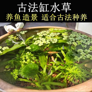生态缸原生缸溪流缸古法缸草缸造景懒人新手鱼缸草缸阴性水草套餐