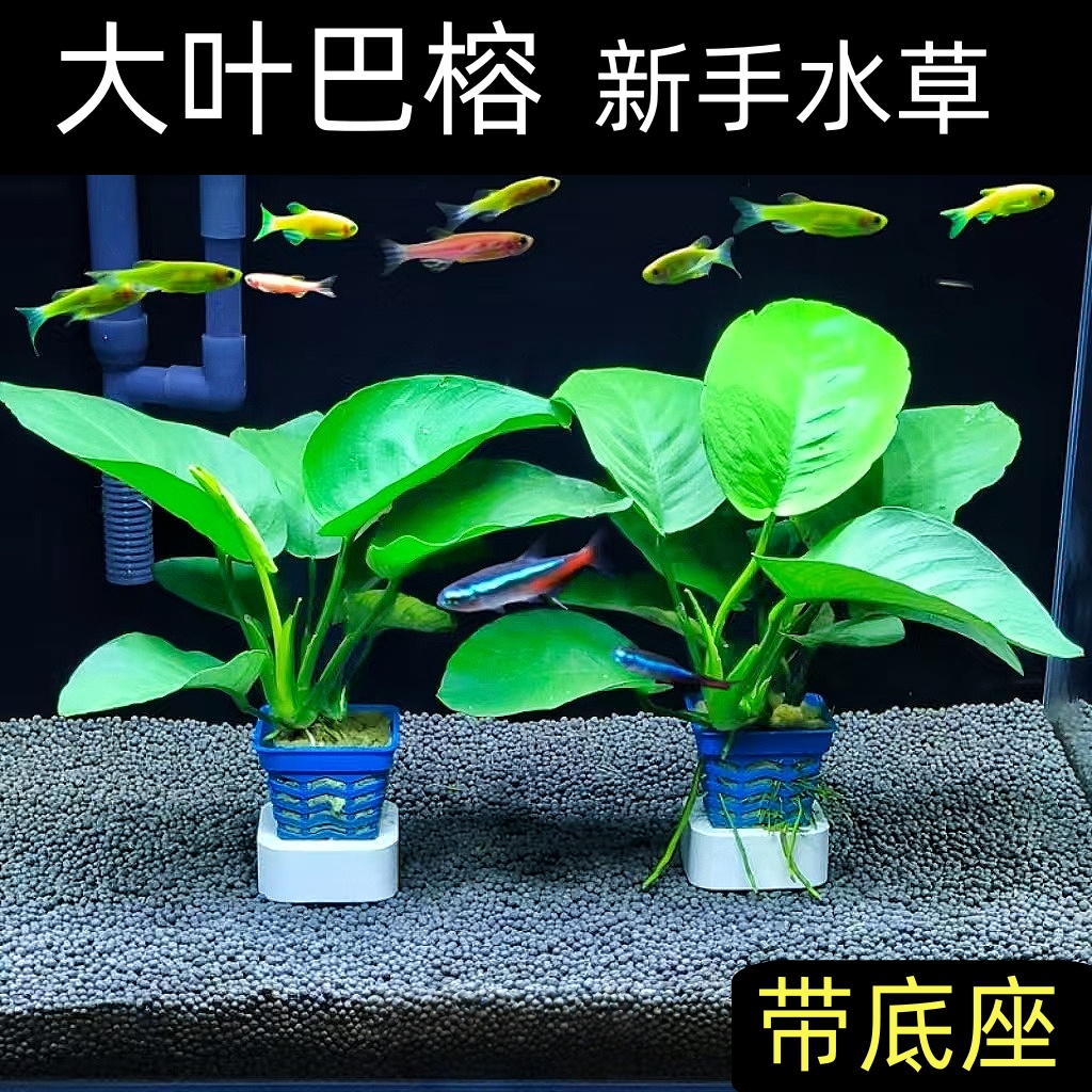 大叶巴榕新手水草好养活