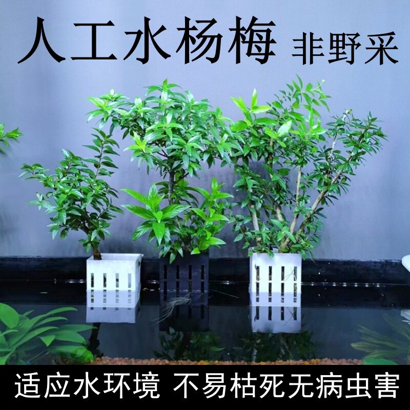 好养人工水杨梅不易枯死无病虫害