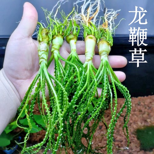 细叶龙鞭鱼缸高端造景水草