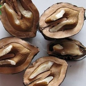 东北桓仁纯野生山核桃厚皮核桃楸树核桃带壳2025年新山货松鼠磨牙