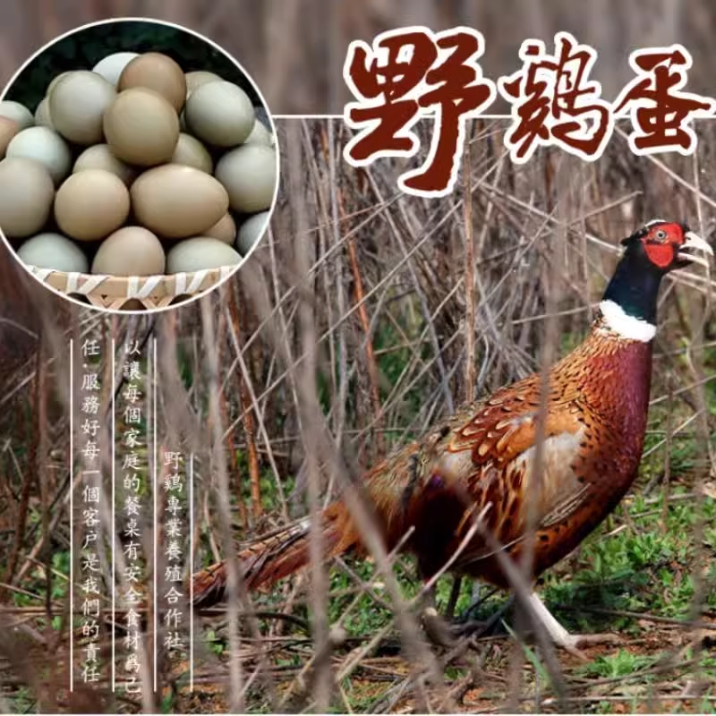 山鸡蛋100枚七彩山鸡蛋新鲜 野金鸡蛋 绿壳乌鸡蛋 农家土鸡蛋新鲜