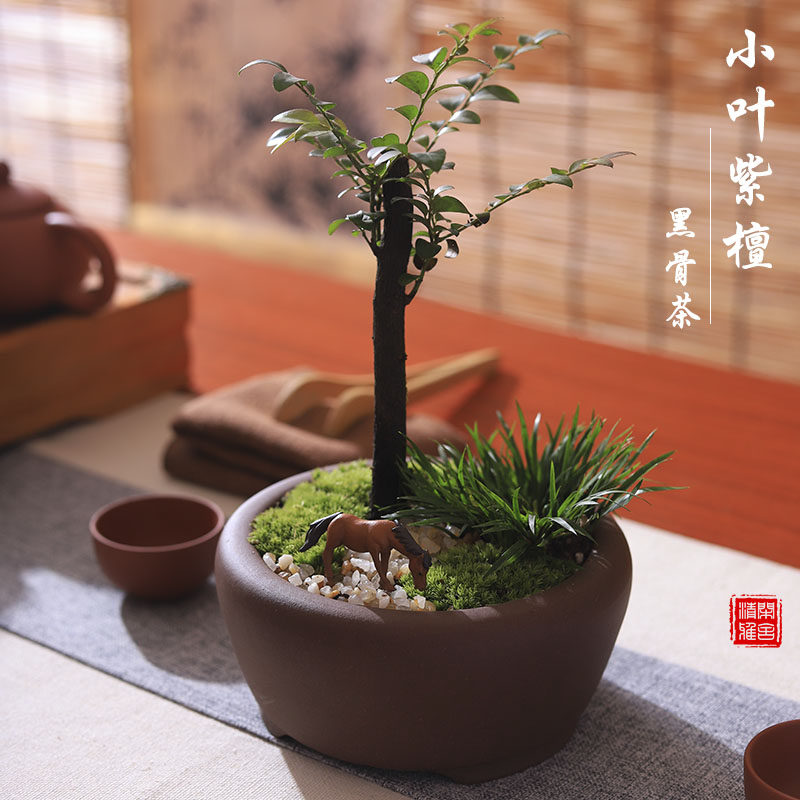 小叶紫檀盆景黑骨茶四季小青好养室内桌面微型盆栽紫Y砂禅常意绿