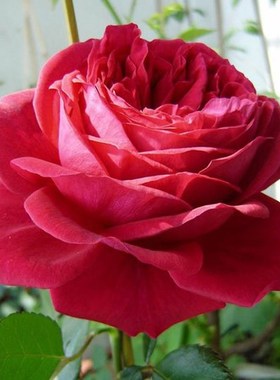 海的蒂花园 f玫庭国度的天使红色多季勤花抗性好瑰院爬藤欧月盆栽