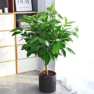 平安树客厅绿吸大颗植物室内新家栽甲醛四季常Q青幸福树办公室盆