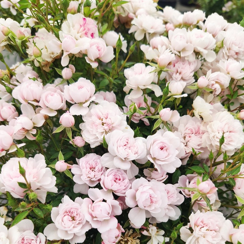 姬月机 姬d乙 女 高提根月季盆景  盆栽开花季器