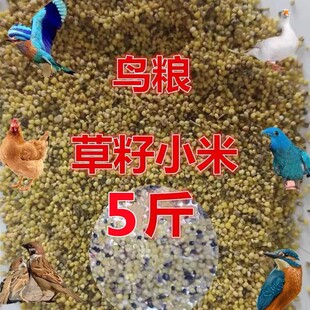 布施草籽米鸟食鸟粮去壳谷子小米喂鸟鸡鸭鹅饲料碎米八哥鹩哥5斤