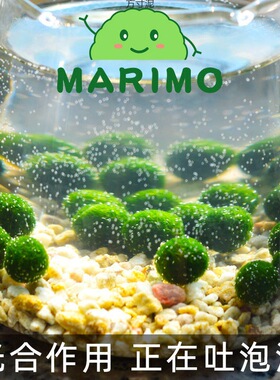 幸福海藻球生态瓶盆栽桌面水培植物微景观缸藻球马里莫厂一件