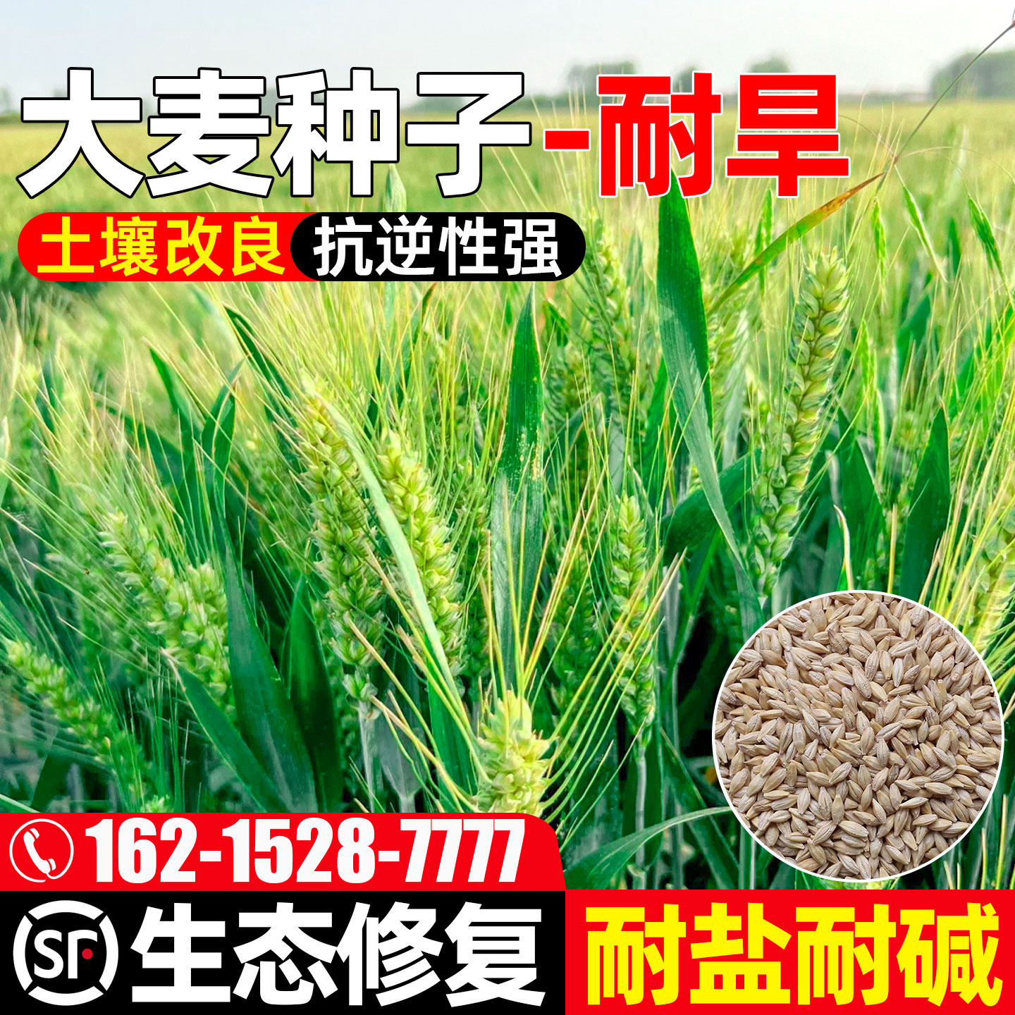 大麦生态修复土壤改良耐盐耐碱