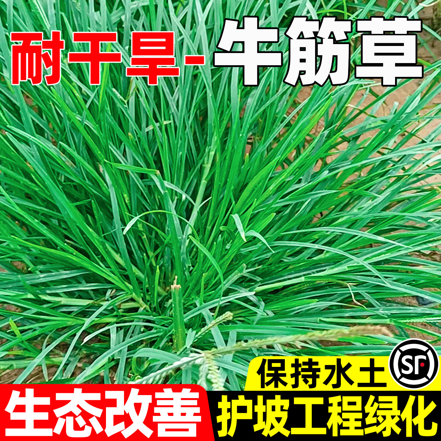 牛筋草护坡固土四季常青工程绿化