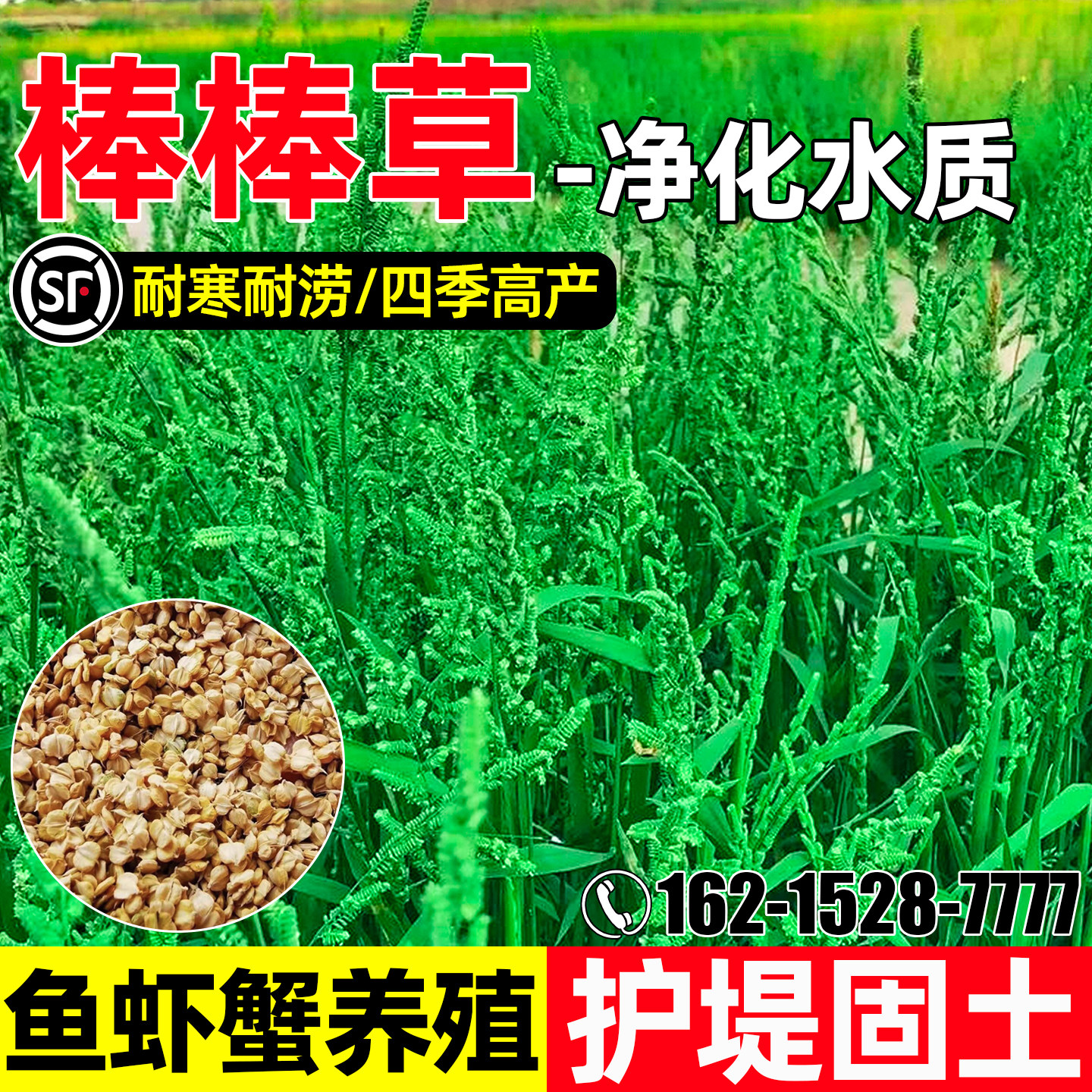 棒棒草种籽鱼虾塘高蛋白耐寒牧草
