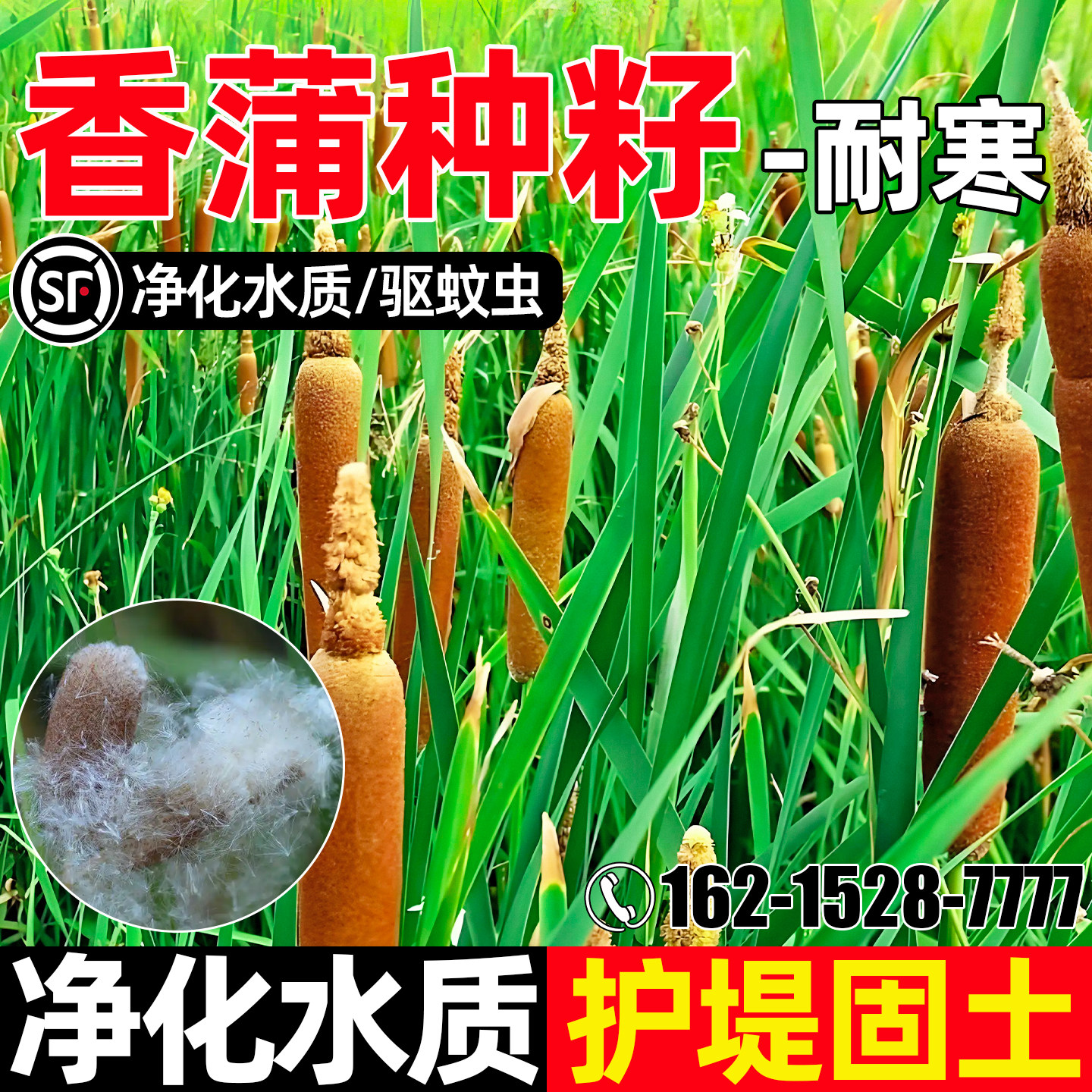 香蒲种子多年生净化水质护坡固土草籽耐寒耐旱水生植物水菖蒲种籽