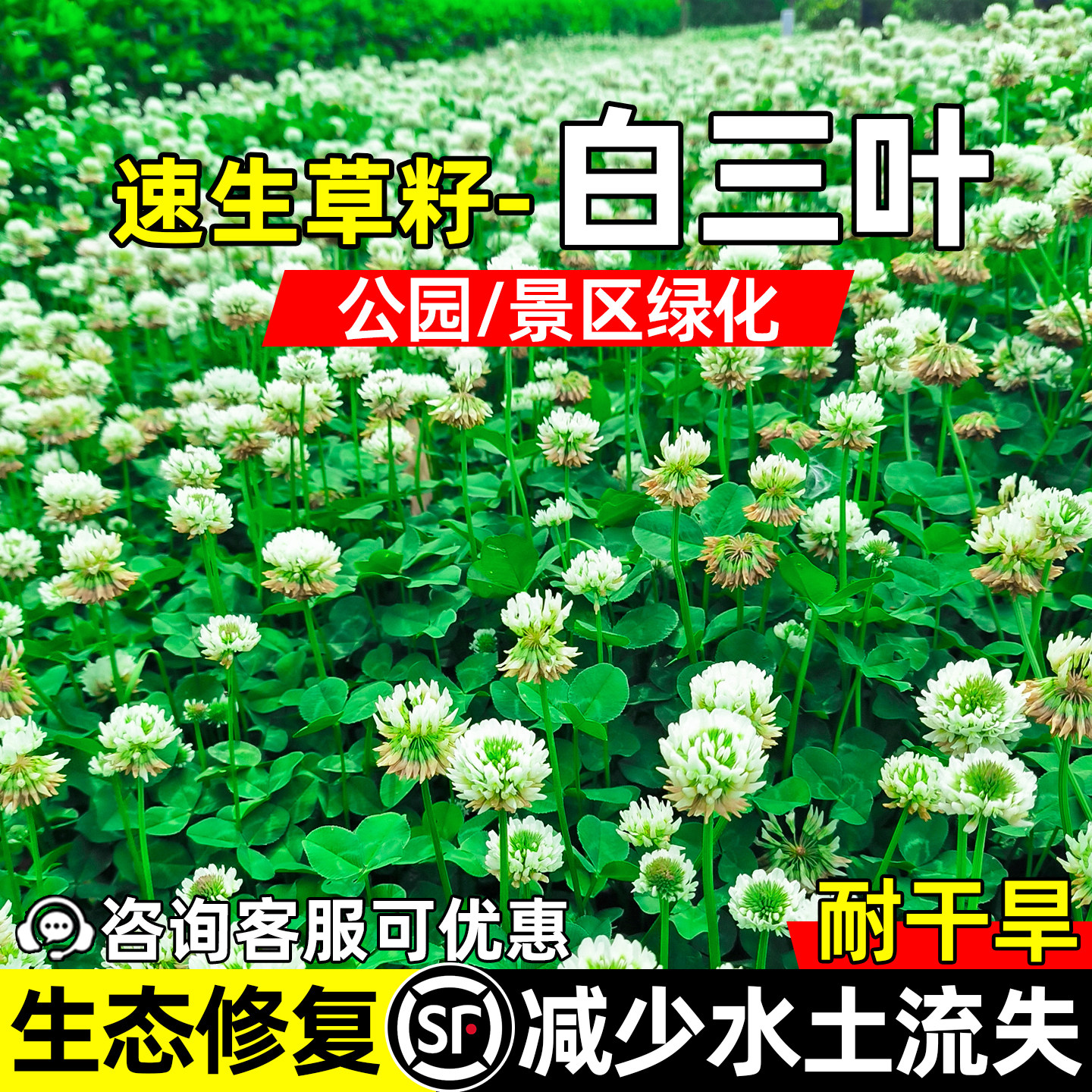 白三叶草种子四季常青公园景区绿化工程生态复绿草籽红三叶草种籽
