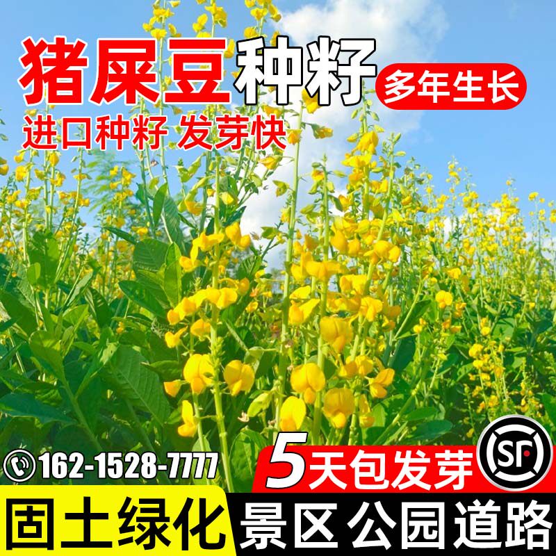 猪屎豆种子绿化种子固土复绿灌木