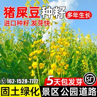 猪屎豆种子多年生护坡固土灌木草籽景区公园道路绿化生态修复种籽