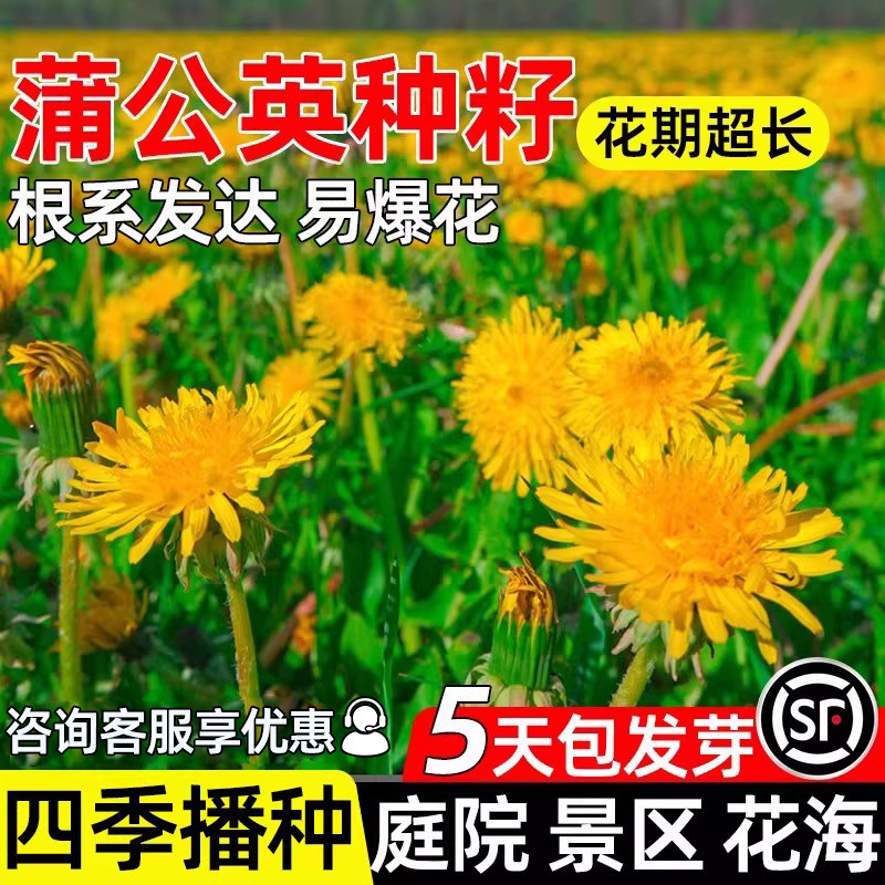 蒲公英婆婆丁花种子四季阳台花籽