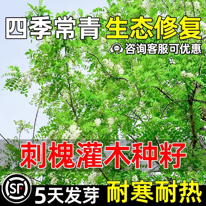 刺槐树种子多年生黄花槐香花槐