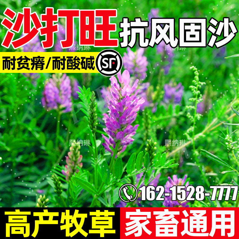 沙打旺畜牧养殖家禽喜食抗风固沙