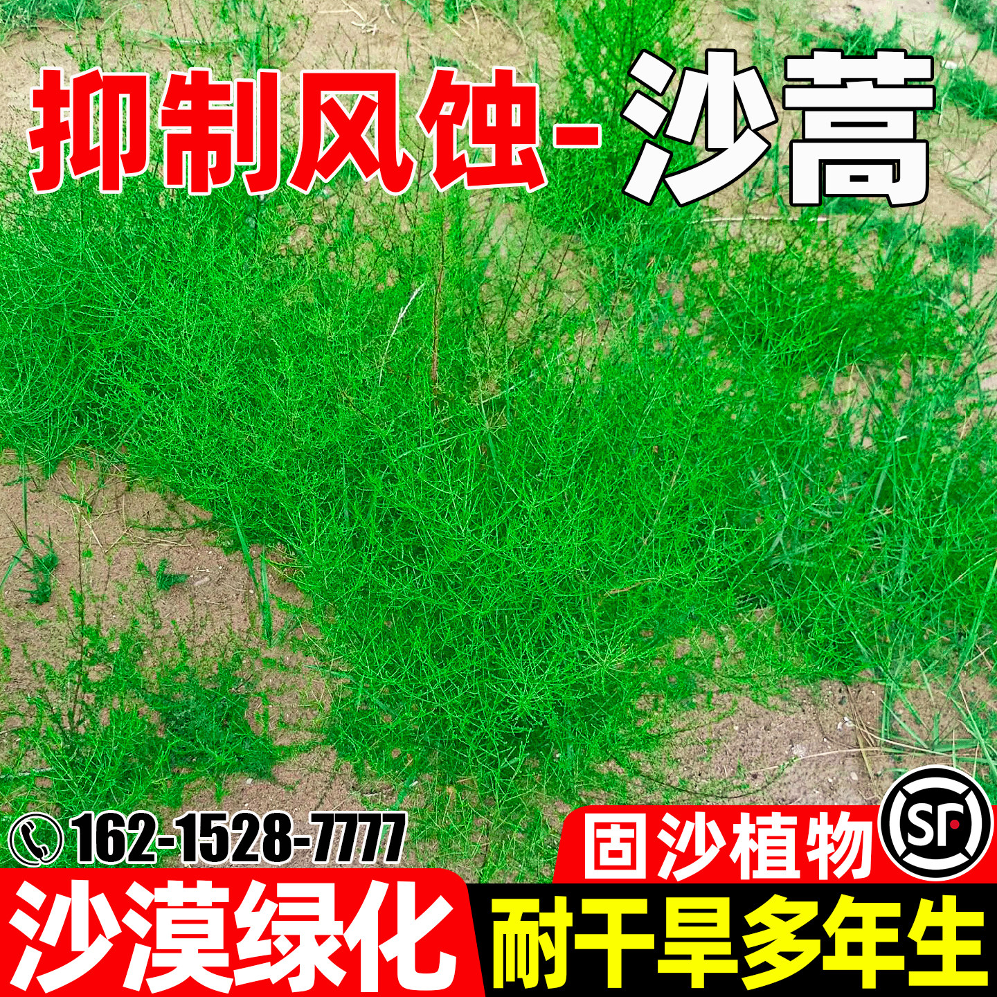 沙蒿抑制风沙护坡固土耐寒耐旱