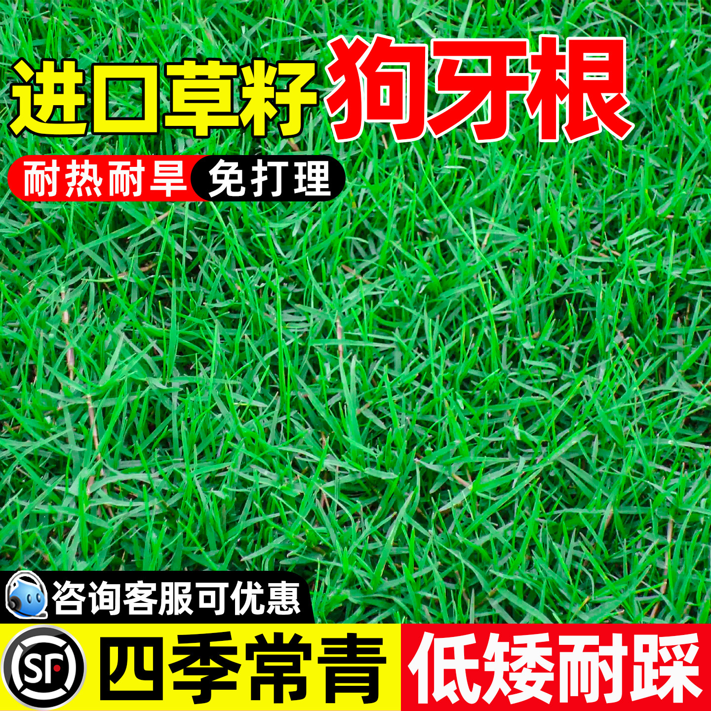 进口狗牙根草籽耐热耐旱矮生绿化