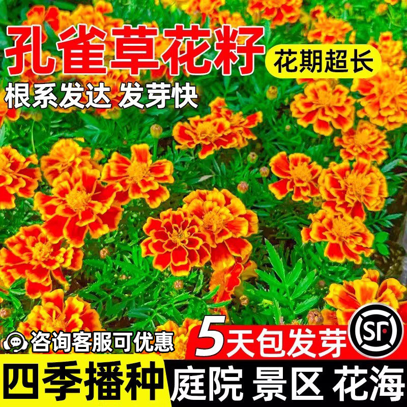 孔雀草花种子庭院景区花海花籽