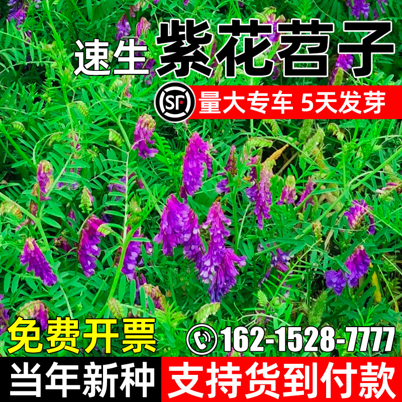 紫花苕子茅苕子种子四季灌木四季
