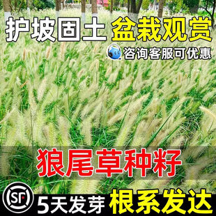 狼尾草种子护坡固土荒山边坡绿化多年生草籽耐寒耐旱耐贫瘠草种籽