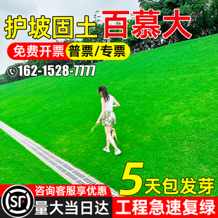 百慕大草籽四季常青护坡固土多年生工程复绿生态绿化工程草坪种子