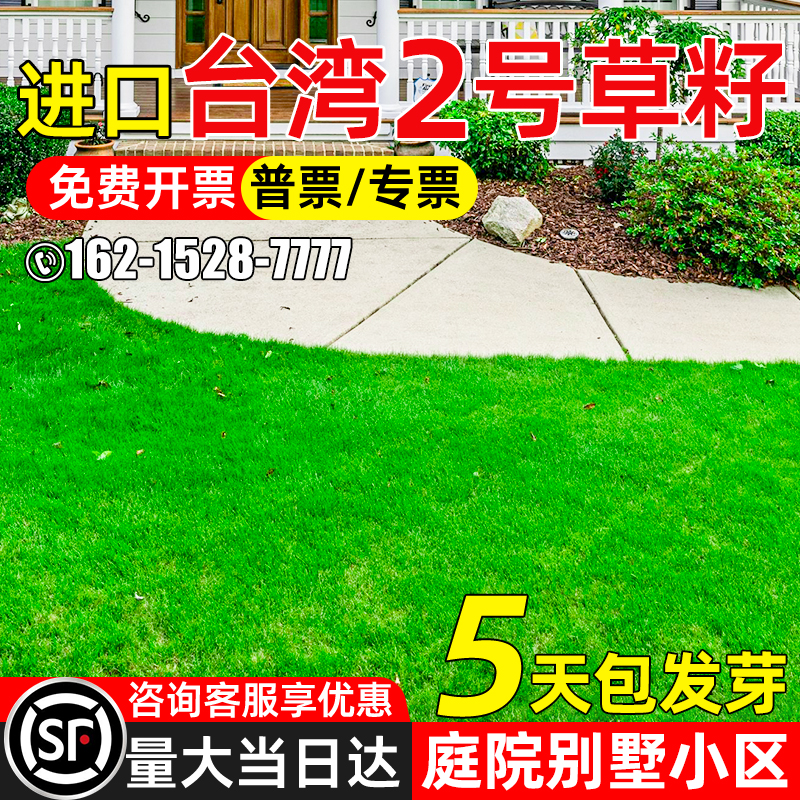 台湾草二号草籽多年生低矮耐寒