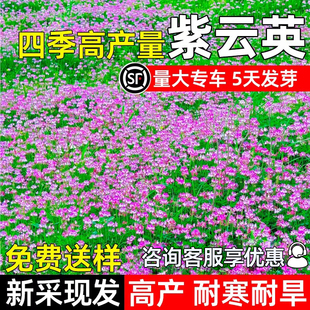 紫云英种子高产红花草草籽四季多年生高蛋白耐寒耐旱畜牧养殖种籽