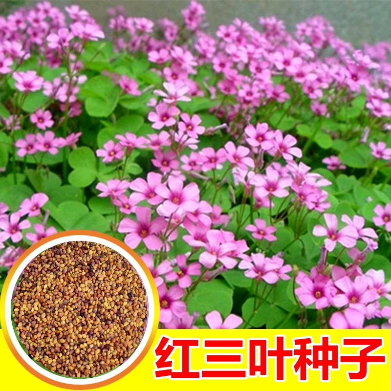 三叶草籽四季常青白三叶草种子红