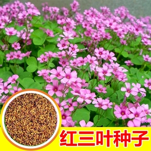 三叶草籽种子红花三叶草种籽四季草种子道路绿化三叶草籽耐寒耐旱
