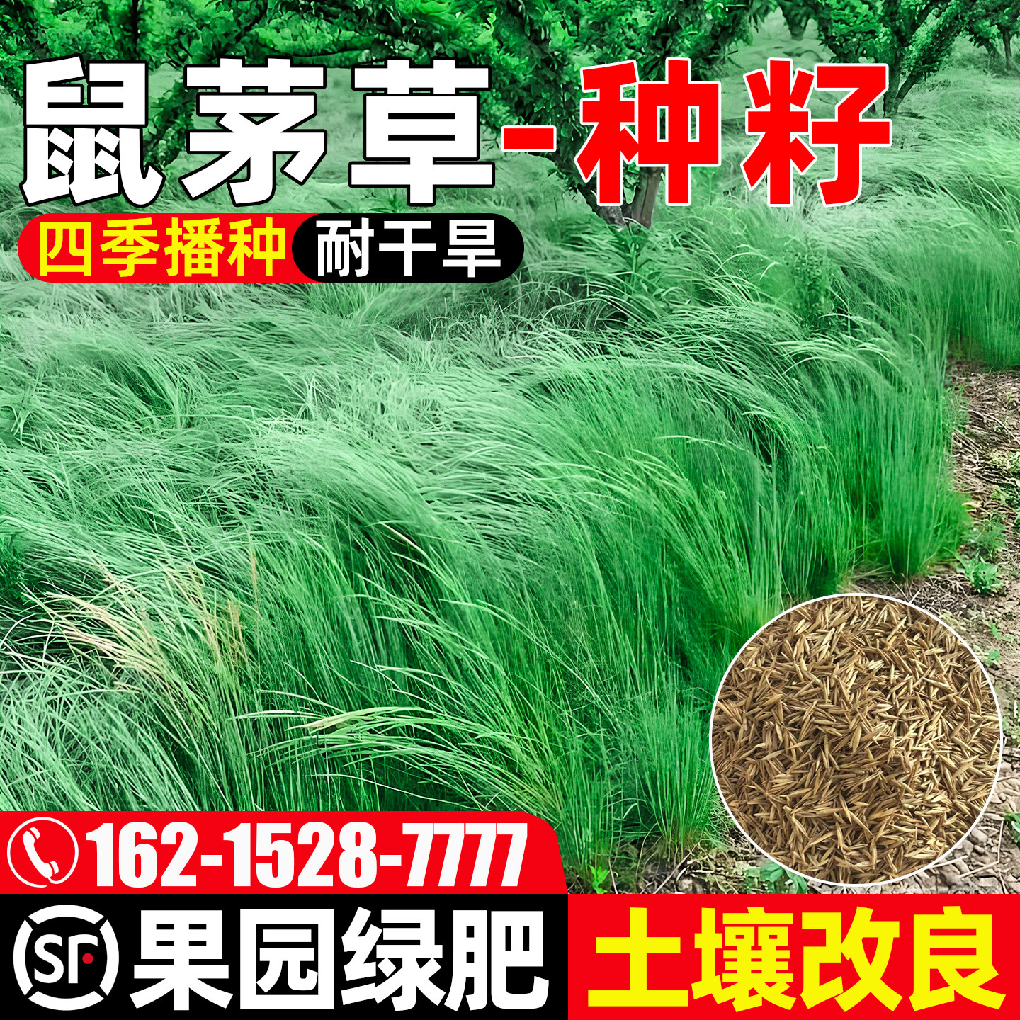 鼠茅草种子土壤改善果园绿肥固氮