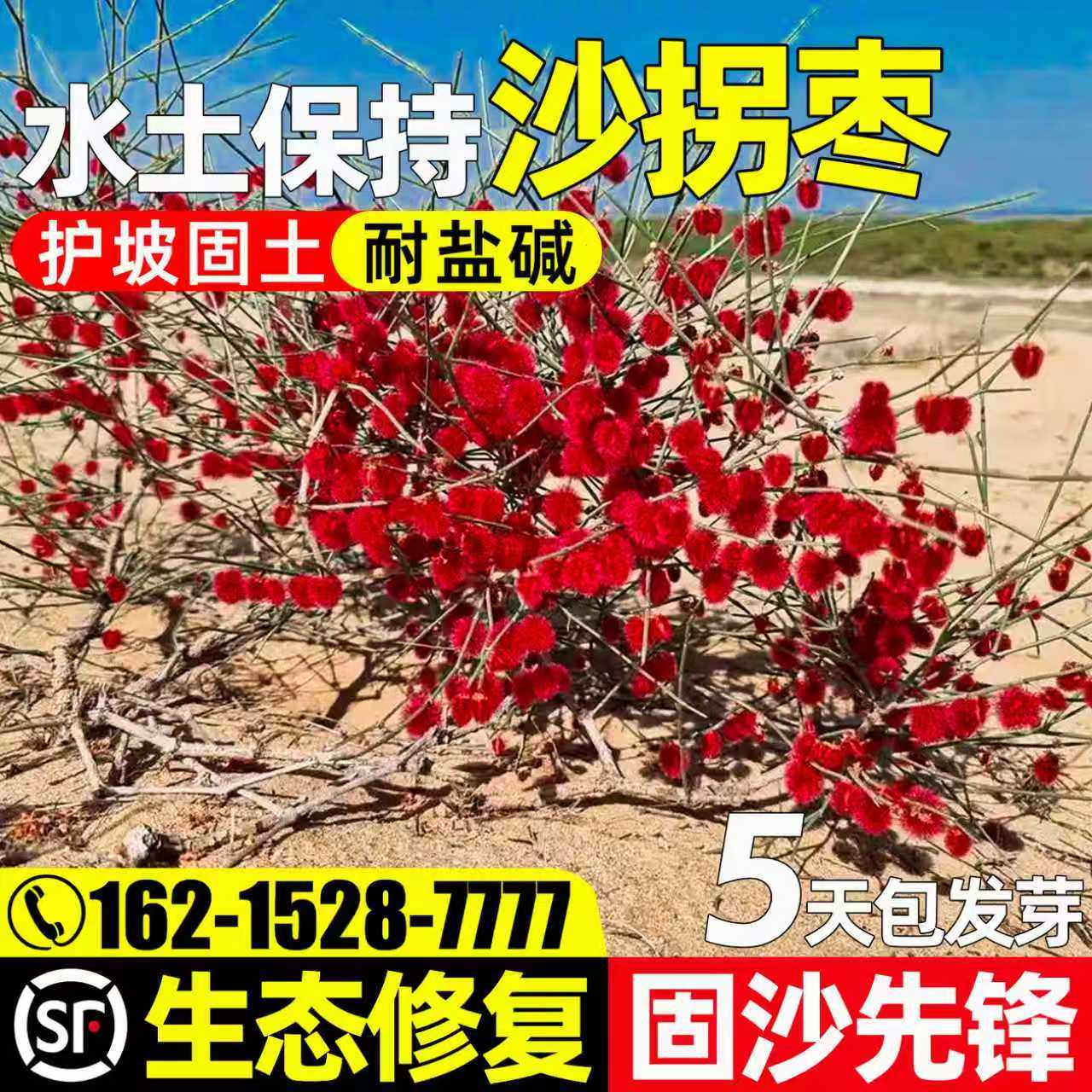 沙拐枣生态修复护坡固土荒漠复绿