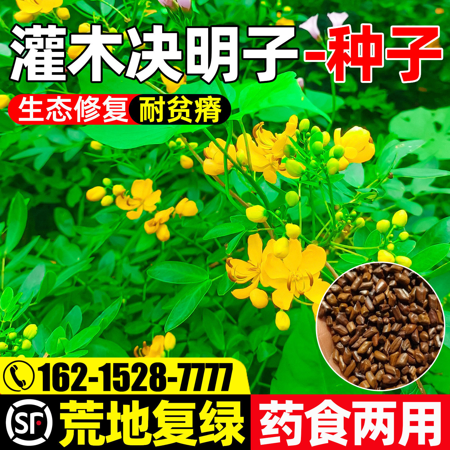 决明子荒山边坡工程绿化生态修复