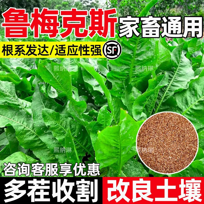 鲁梅克斯多茬收割家禽喜食高蛋白